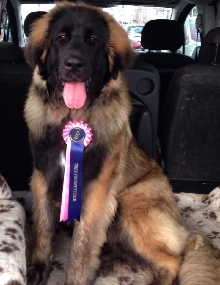 Phiù f'haeliconi des Géants de l'Ange Blanc - Très Prometteur - Meilleur Puppy