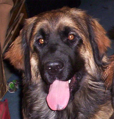 Corellia des lions de la ferronniere - TRES PROMETTEUR MEILLEUR PUPPY