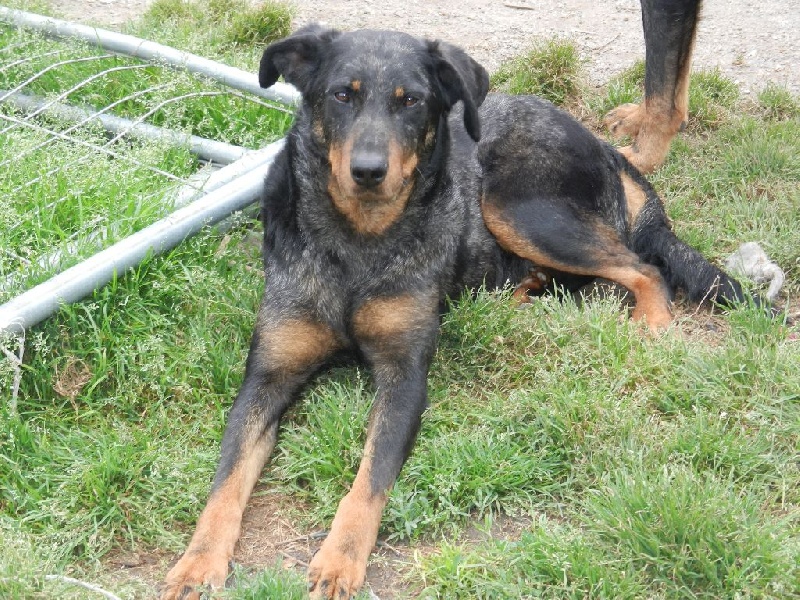 Géna blue du souvenir de Varof - EXCELLENT