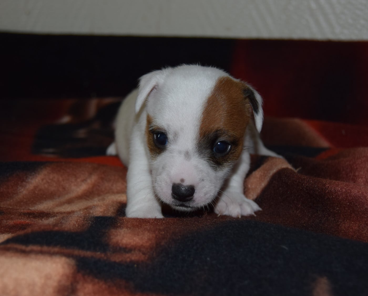 Chiot N°2 - Jack Russell Terrier