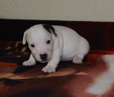Jack Russell Terrier