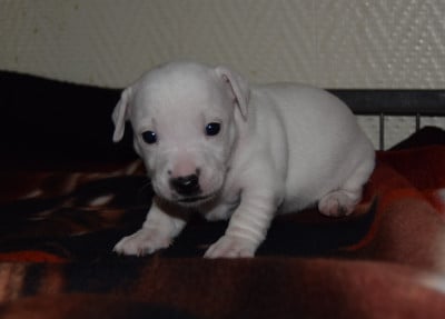 Chiot N°3 - Jack Russell Terrier