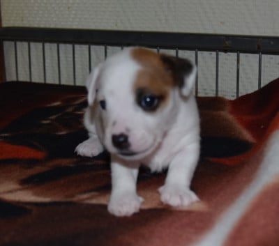 Chiot N°4 - Jack Russell Terrier