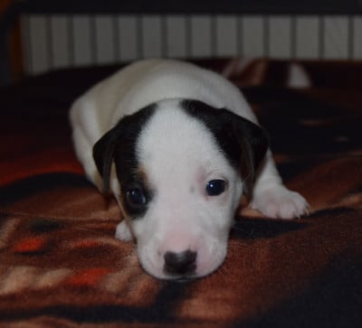 Chiot N°5 - Jack Russell Terrier