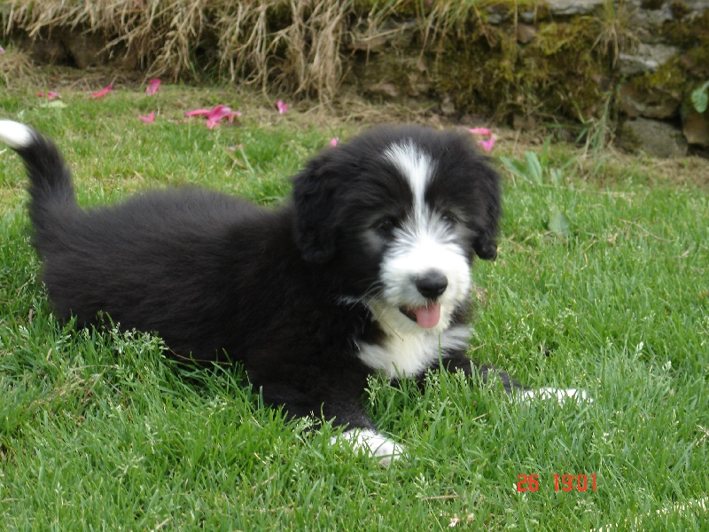 Publication : de la fontaine des champs Auteur : bailly brigitte