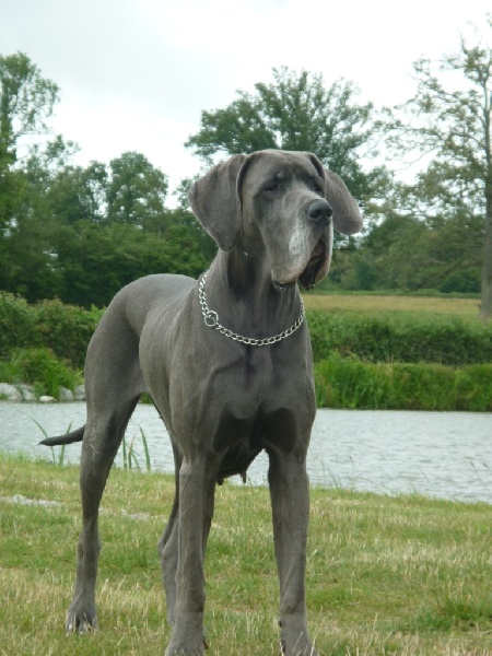 Dhara de l'Ile aux Anges Bleus - 1ERE EXC CACS