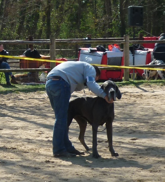 Dhara de l'Ile aux Anges Bleus - 3EME EXCELLENT