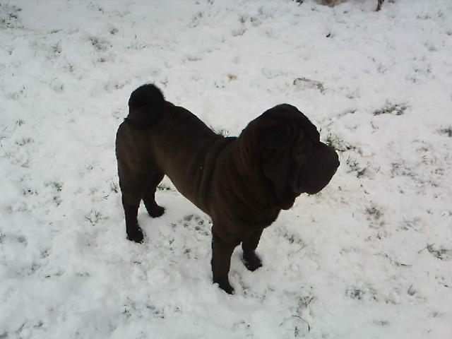 Huan mei black des Jardins du Siam