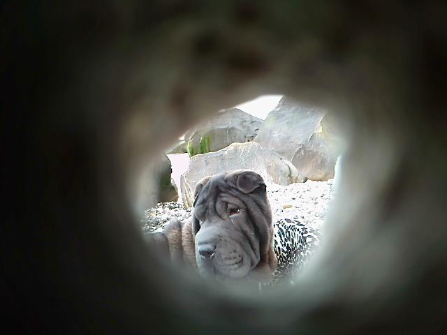 Huan mei black des Jardins du Siam