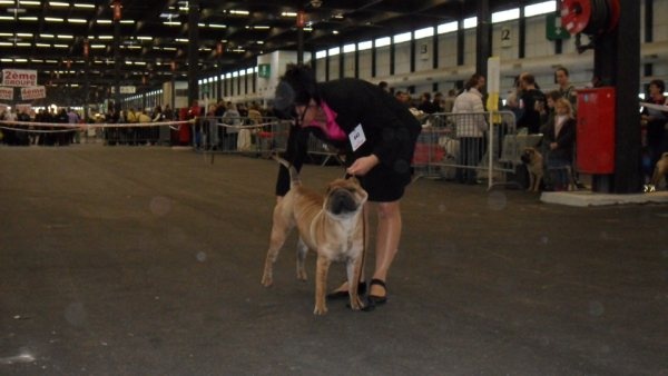 Bao de dame nature - 1er excellente CACS CACIB