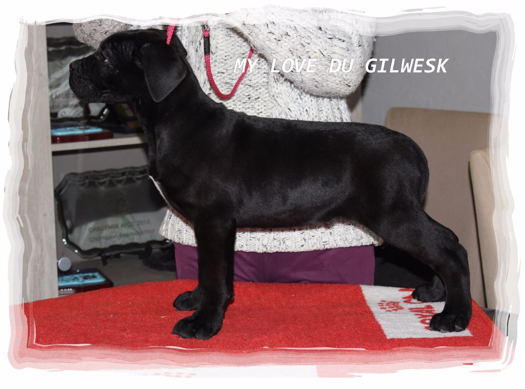 My love du Gilwesk
