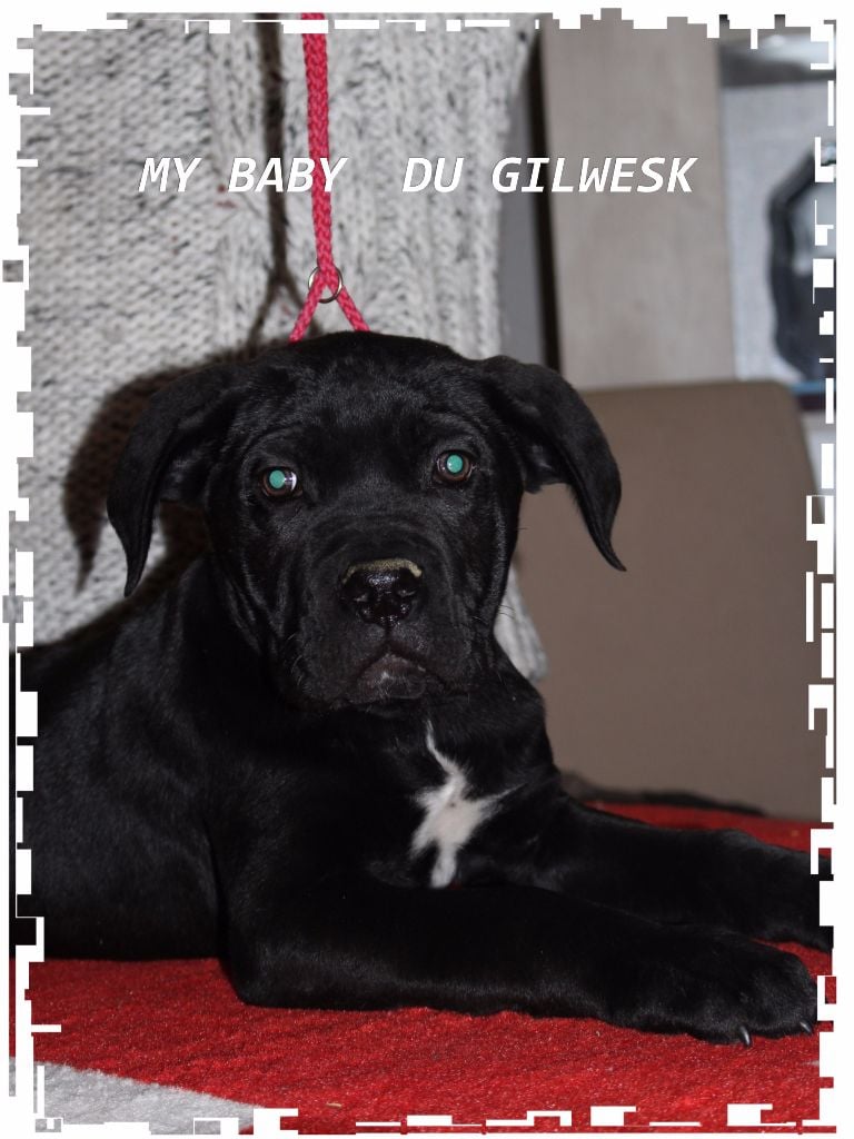My baby du Gilwesk