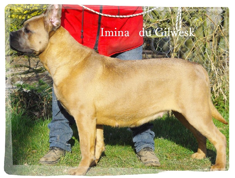 Imina du Gilwesk