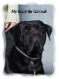 My baby du Gilwesk