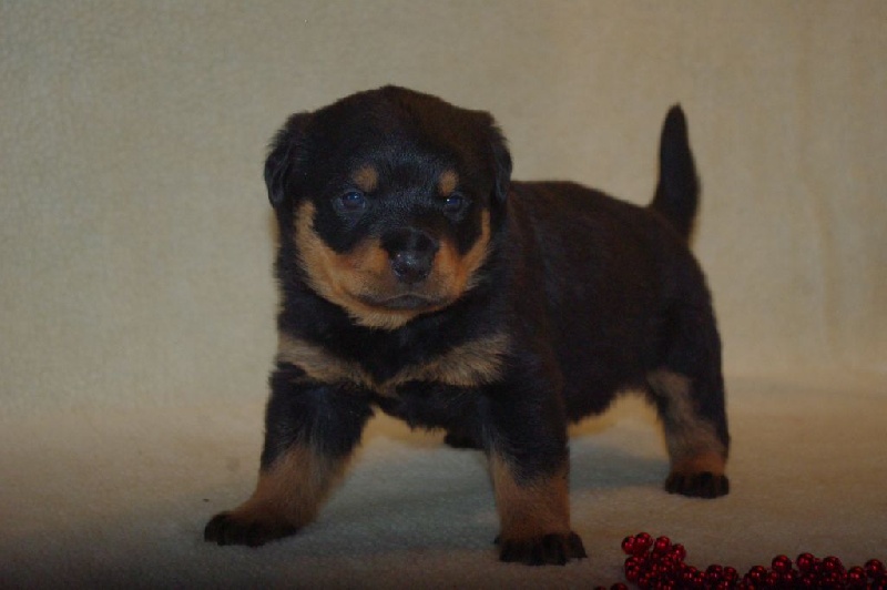 Publication : du Gilwesk