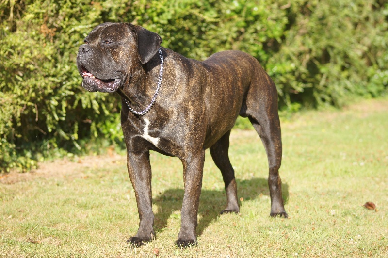 Publication : du Gilwesk Auteur : caroline godon /weska laurent