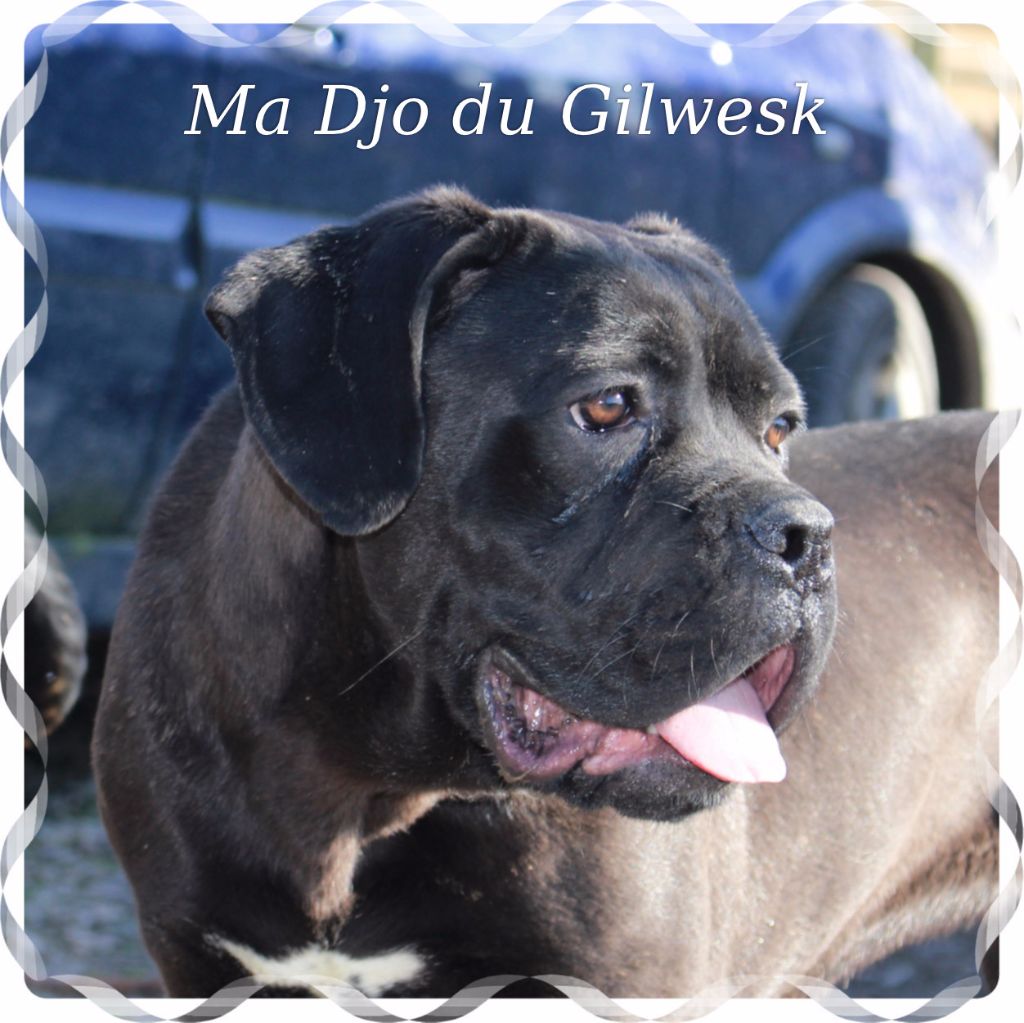 Ma djo du Gilwesk