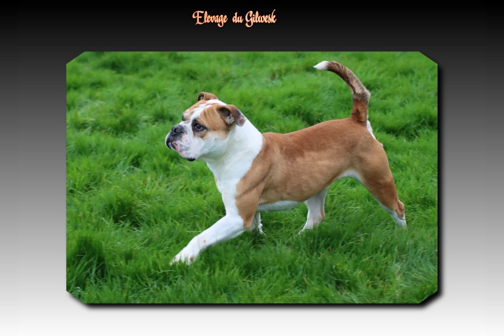 Play boy de la feerie de l hermine