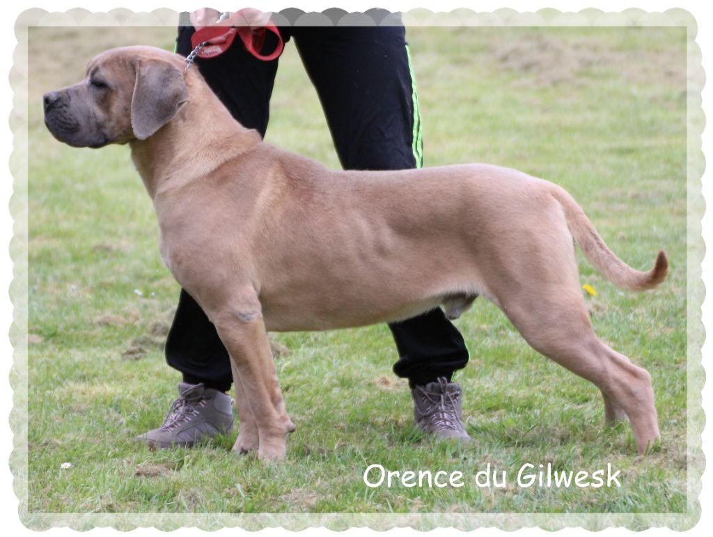 Orence du Gilwesk