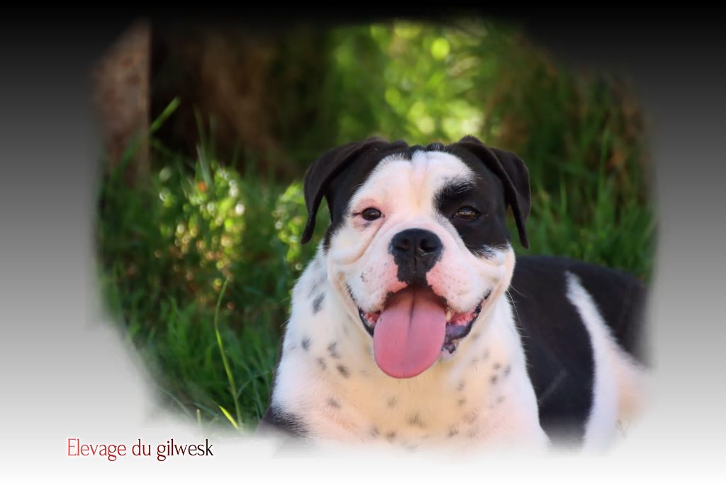 Vali the Breeding Winner