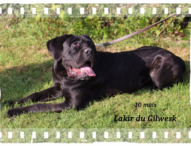Lakir du Gilwesk