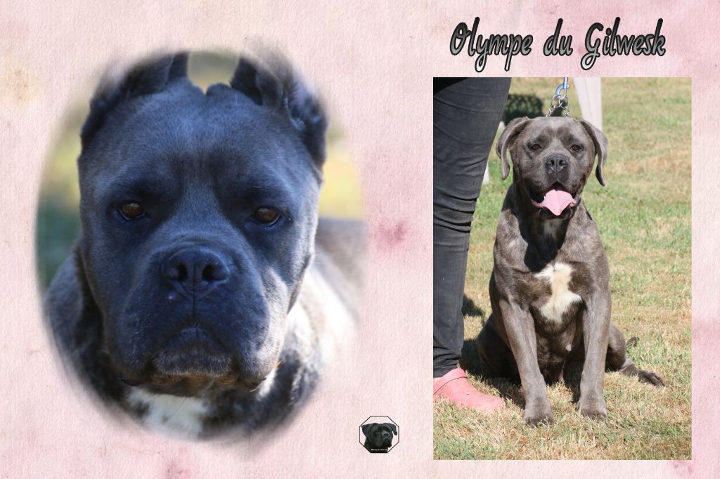 Olympe du Gilwesk