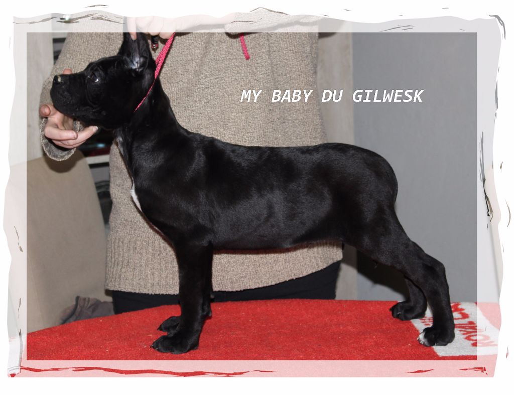 My baby du Gilwesk