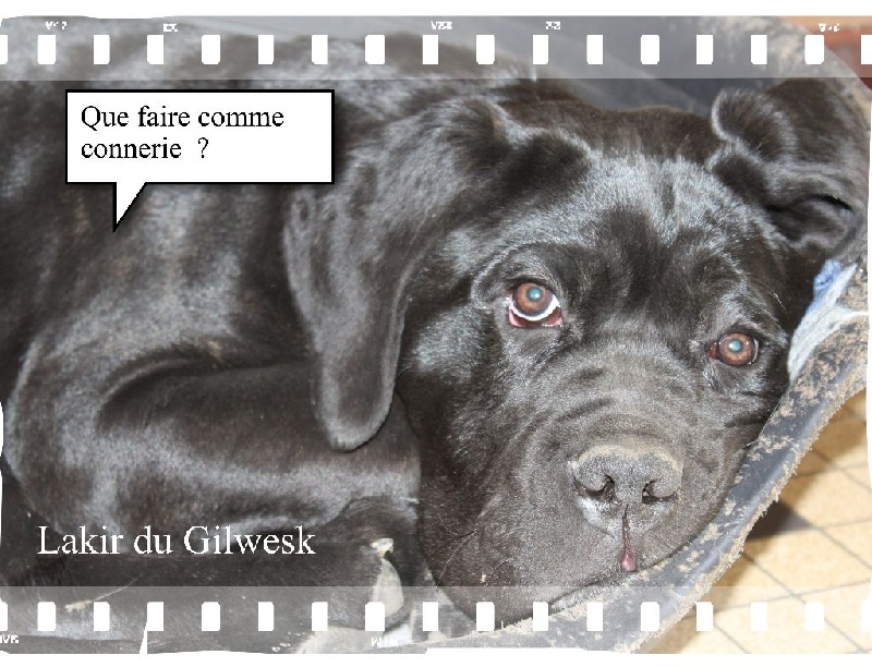 Lakir du Gilwesk