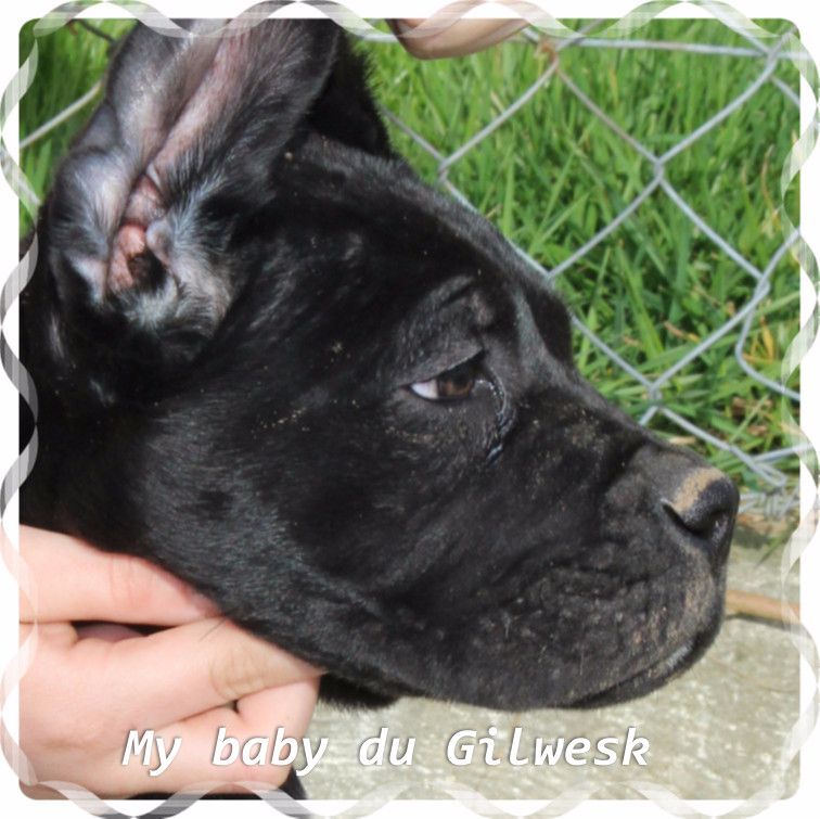 My baby du Gilwesk