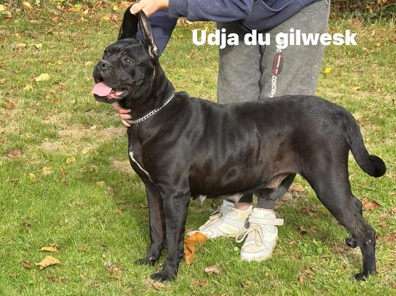 Publication : du Gilwesk