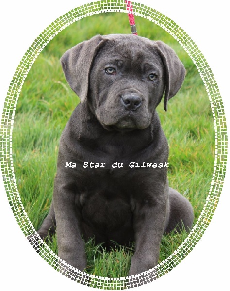 Ma star du Gilwesk