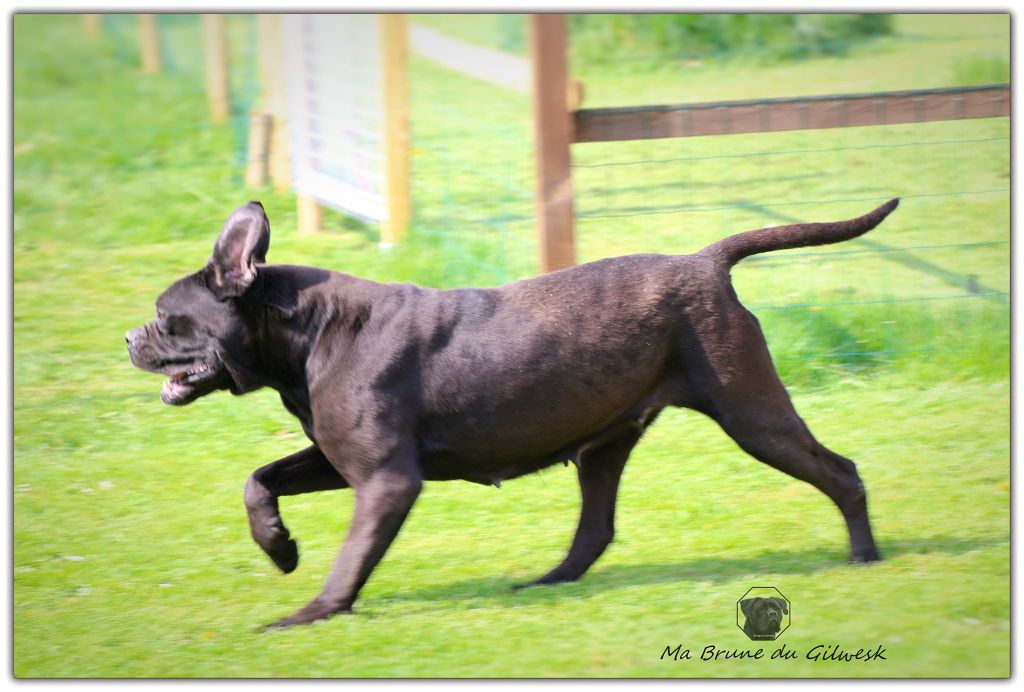 Publication : du Gilwesk