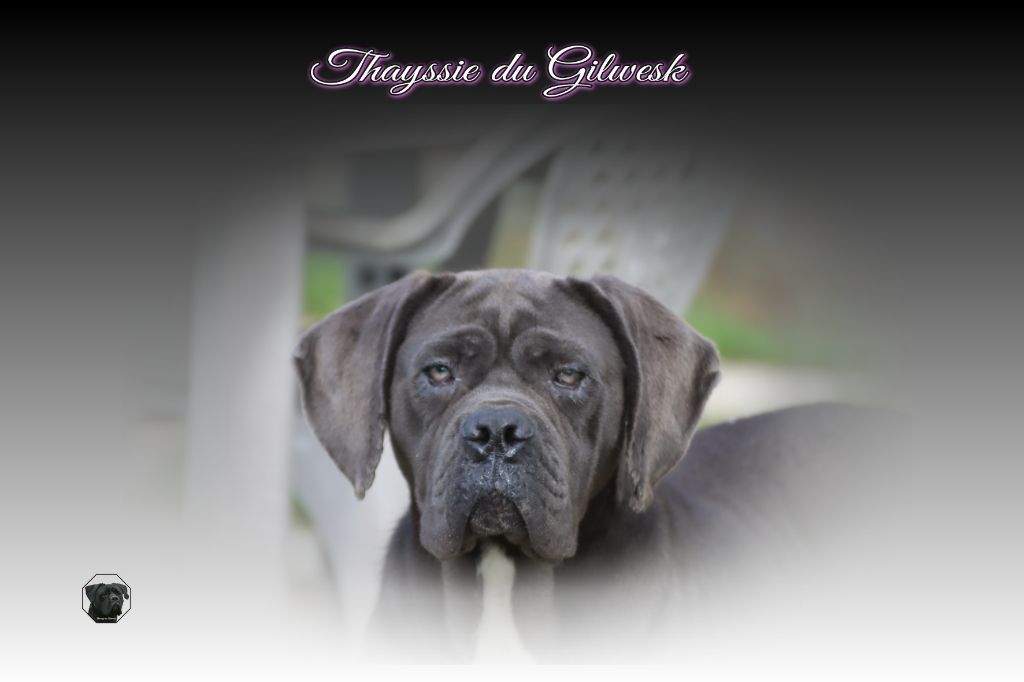 Tayssie du Gilwesk