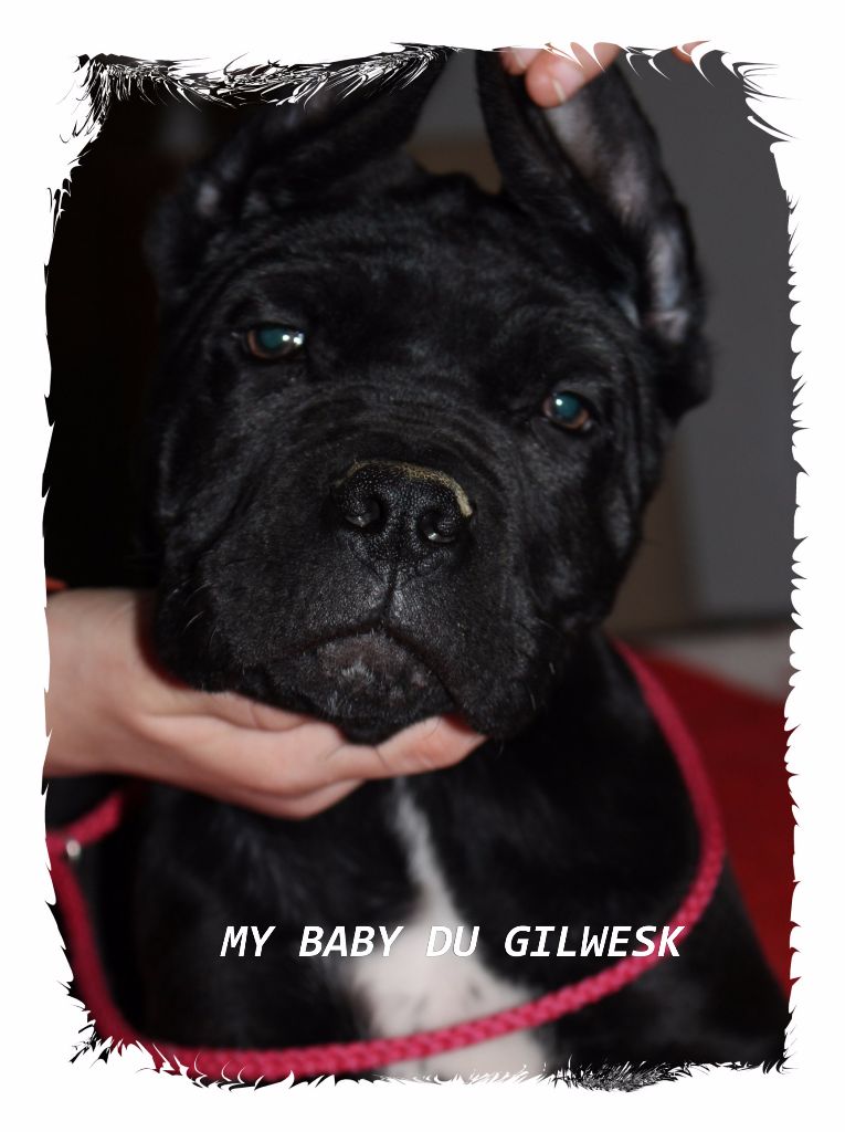 My baby du Gilwesk
