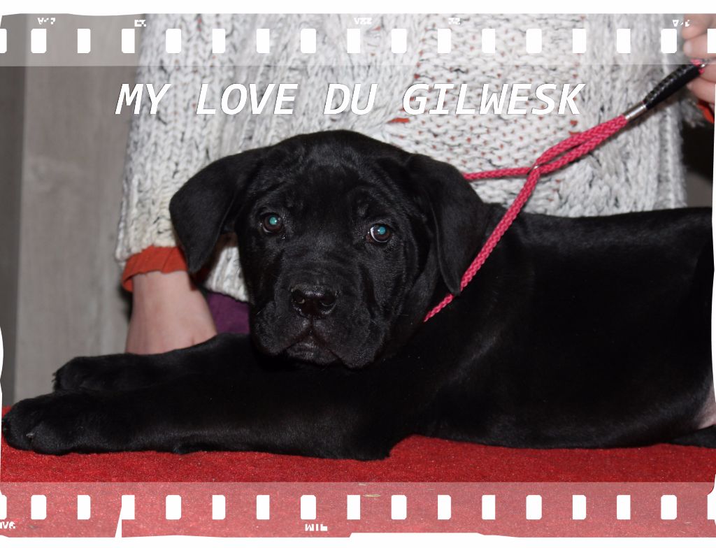 My love du Gilwesk