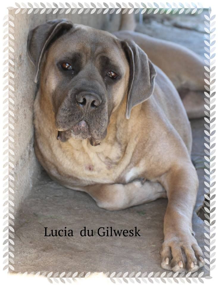 Lucia du Gilwesk
