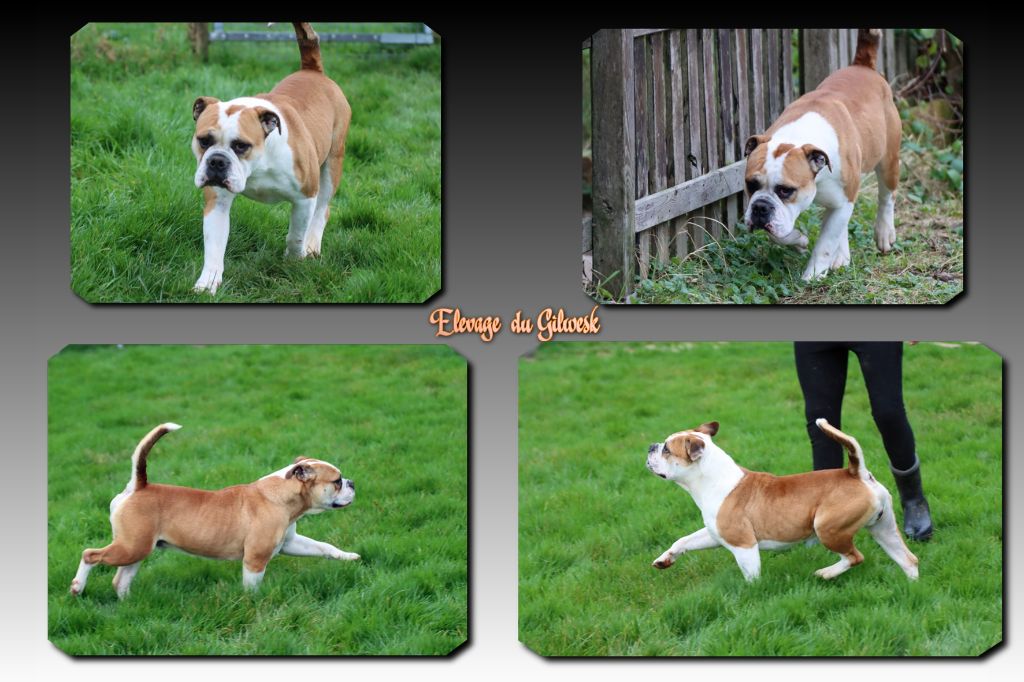 Play boy de la feerie de l hermine