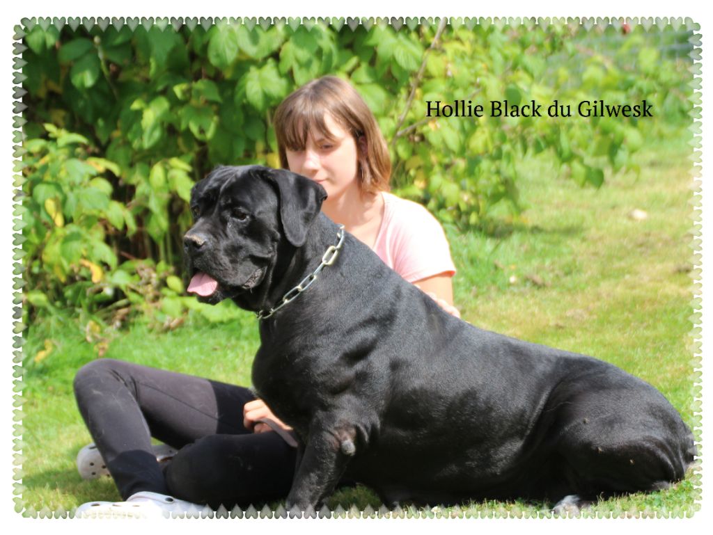 Hollie black du Gilwesk