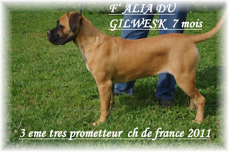 F'alia du Gilwesk