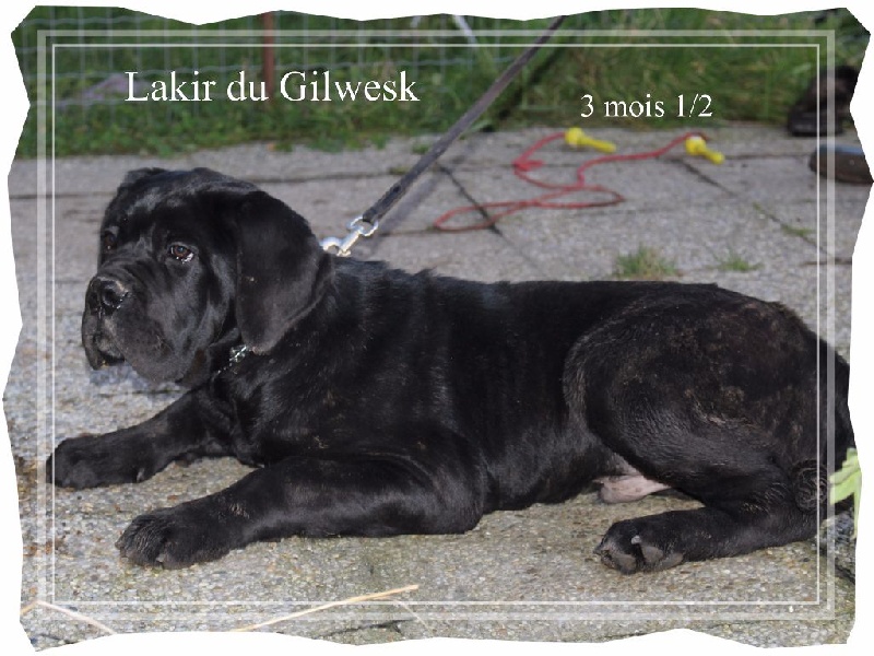 Lakir du Gilwesk