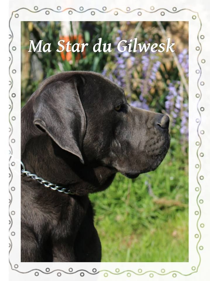 Ma star du Gilwesk