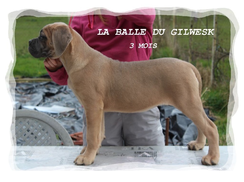 La balle du Gilwesk