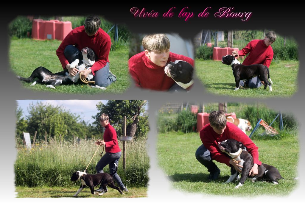 Uvea De Lap De Bourg