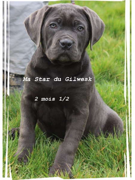 Ma star du Gilwesk