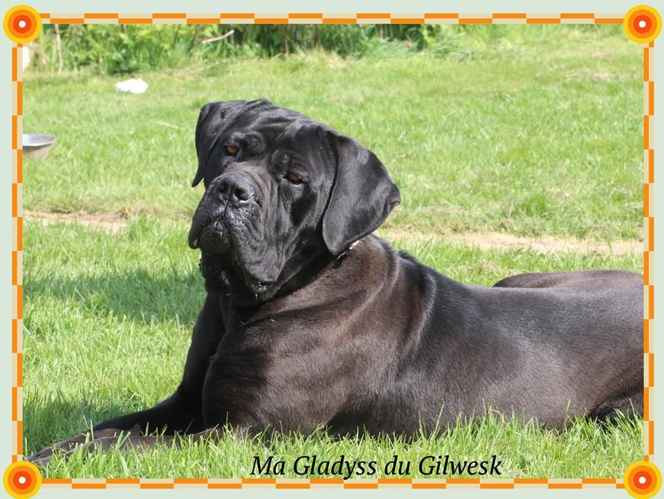 Ma gladyss du Gilwesk