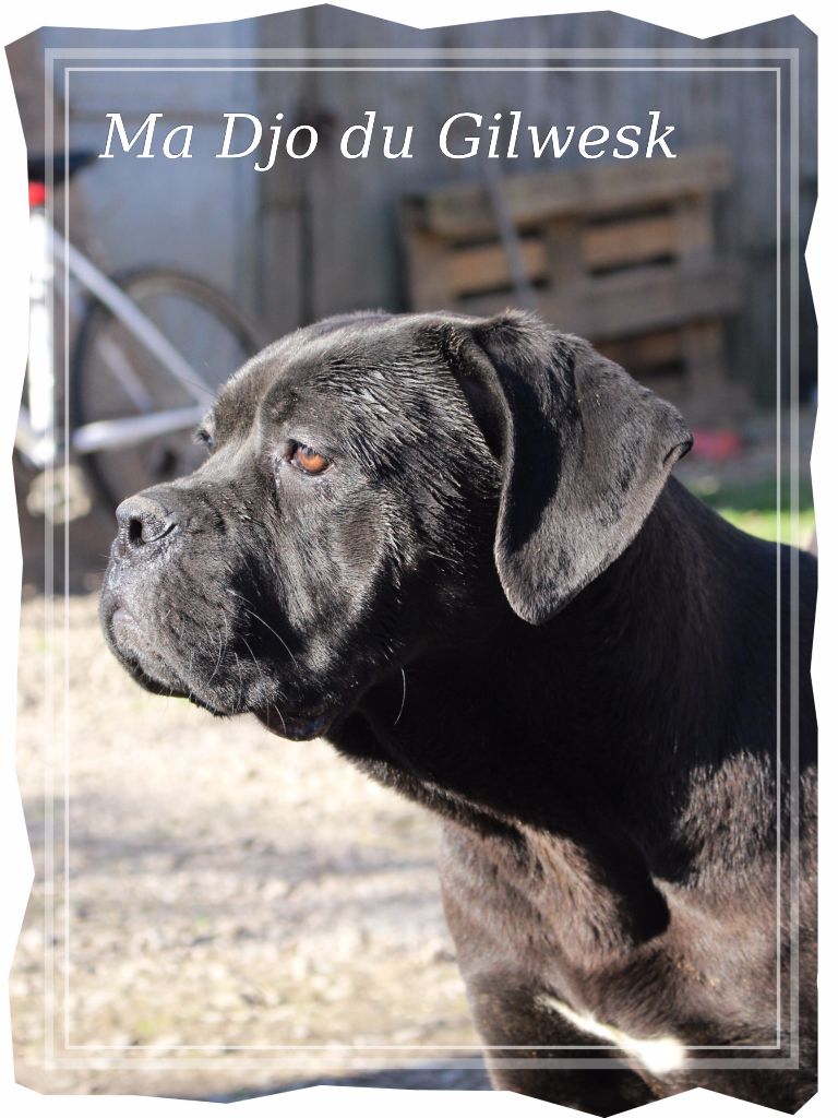 Ma djo du Gilwesk