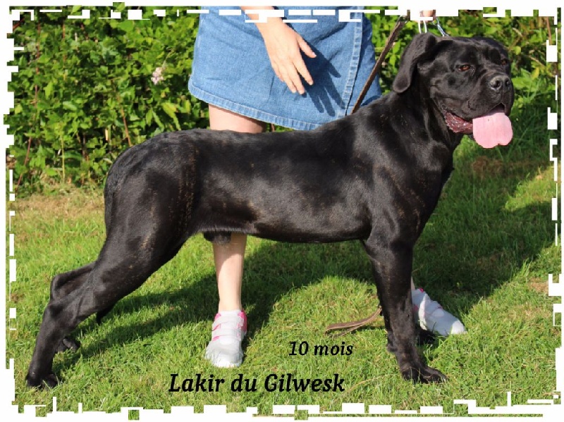 Lakir du Gilwesk