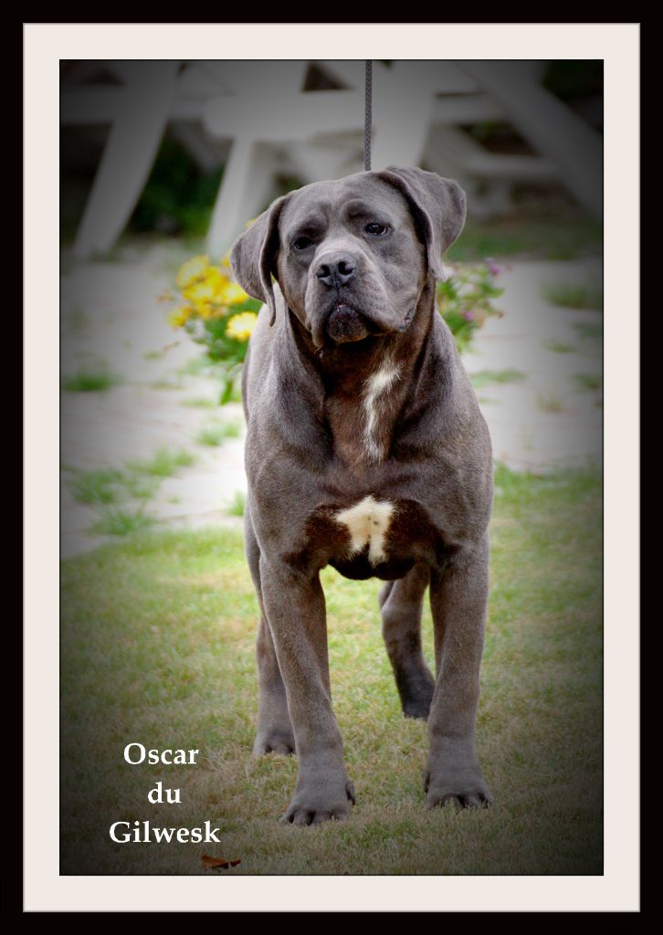 Oscar du Gilwesk