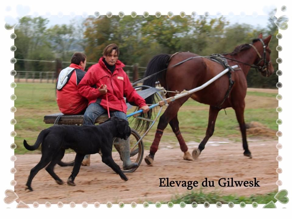 Lakir du Gilwesk