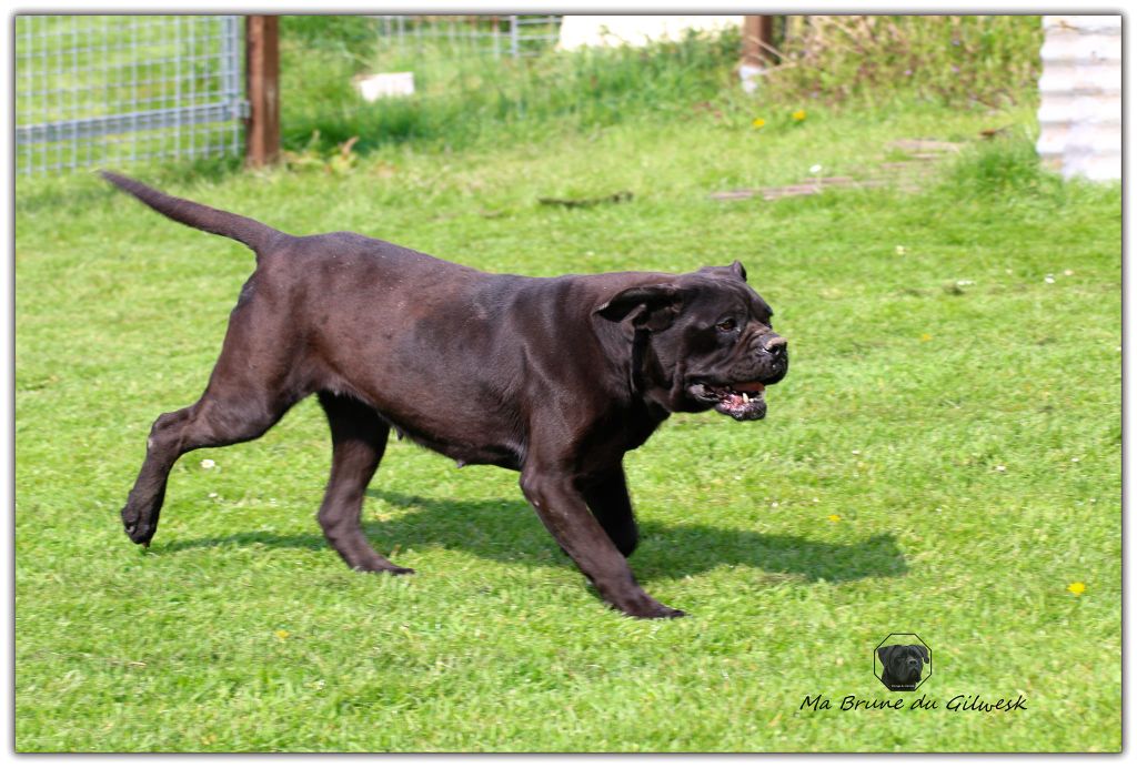 Publication : du Gilwesk